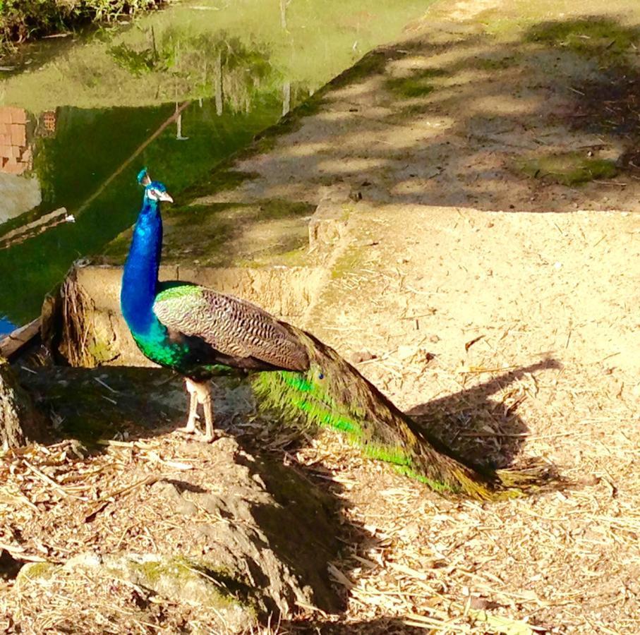 Casa De Campo,Sitio,Vale Europeu-Sc Rio dos Cedros Buitenkant foto